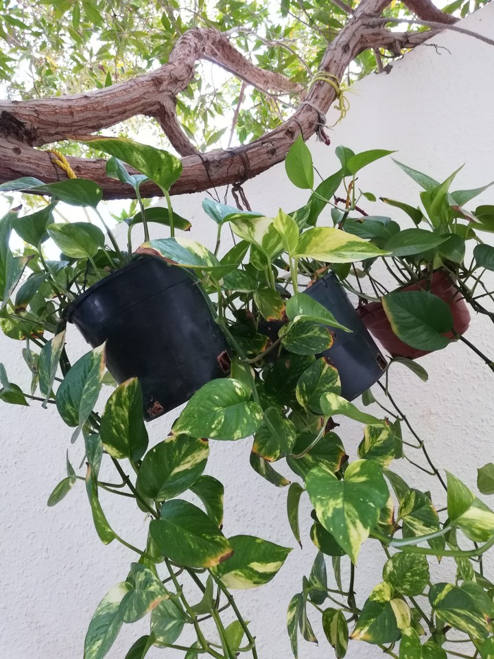 #green #home #piece