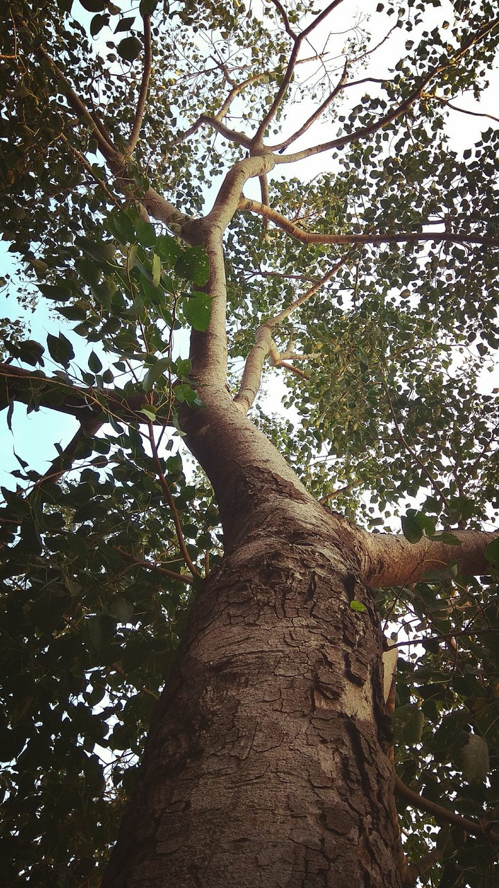 Tree - Oxygen Tank