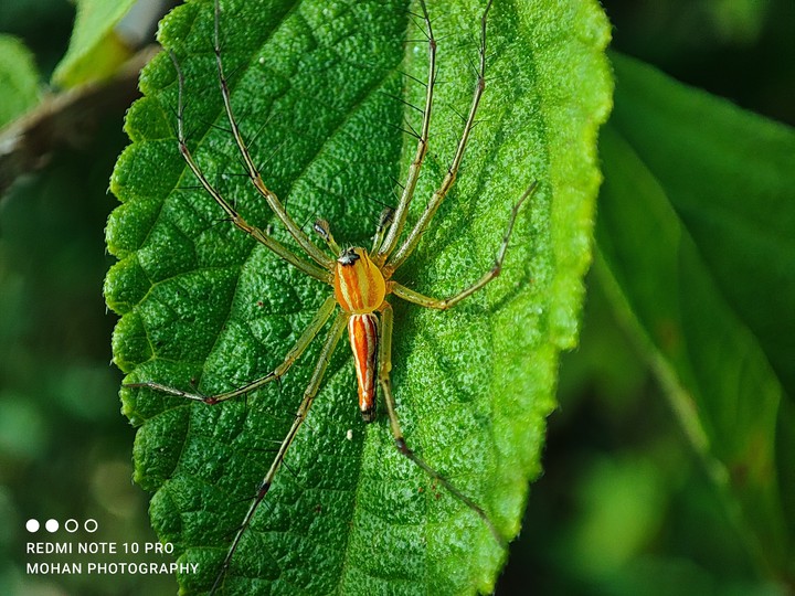 spider