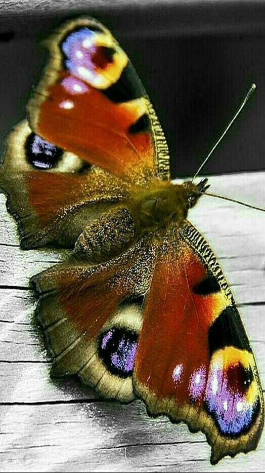 mariposas