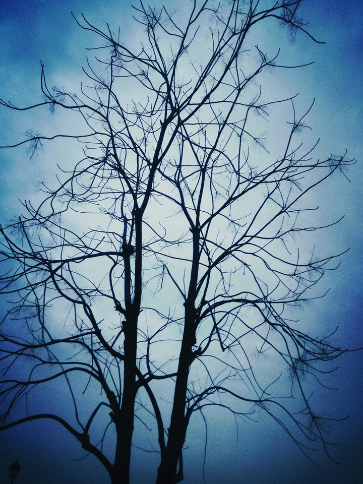 Tree without Leaves @Night pic #Blue Sky