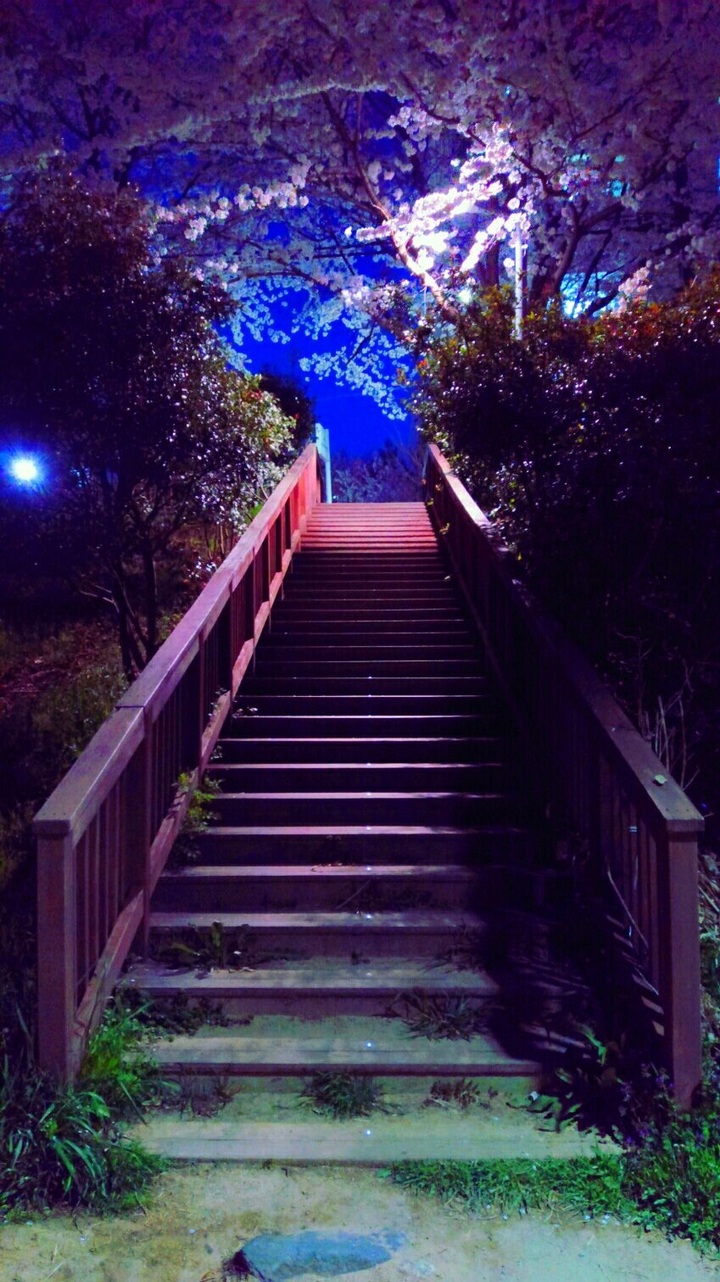 #cherryblossom #stairs #nightview