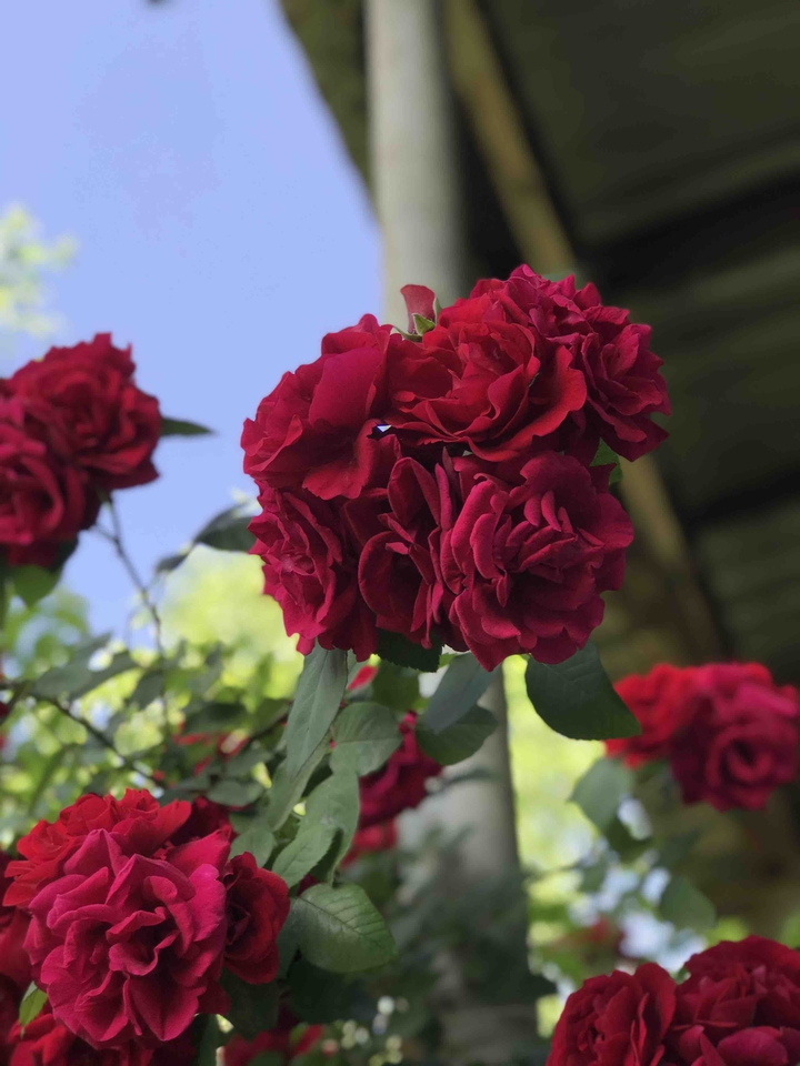 red roses