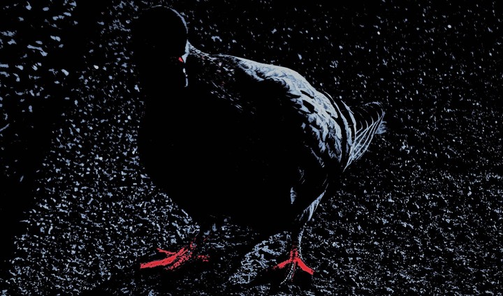 Pigeon