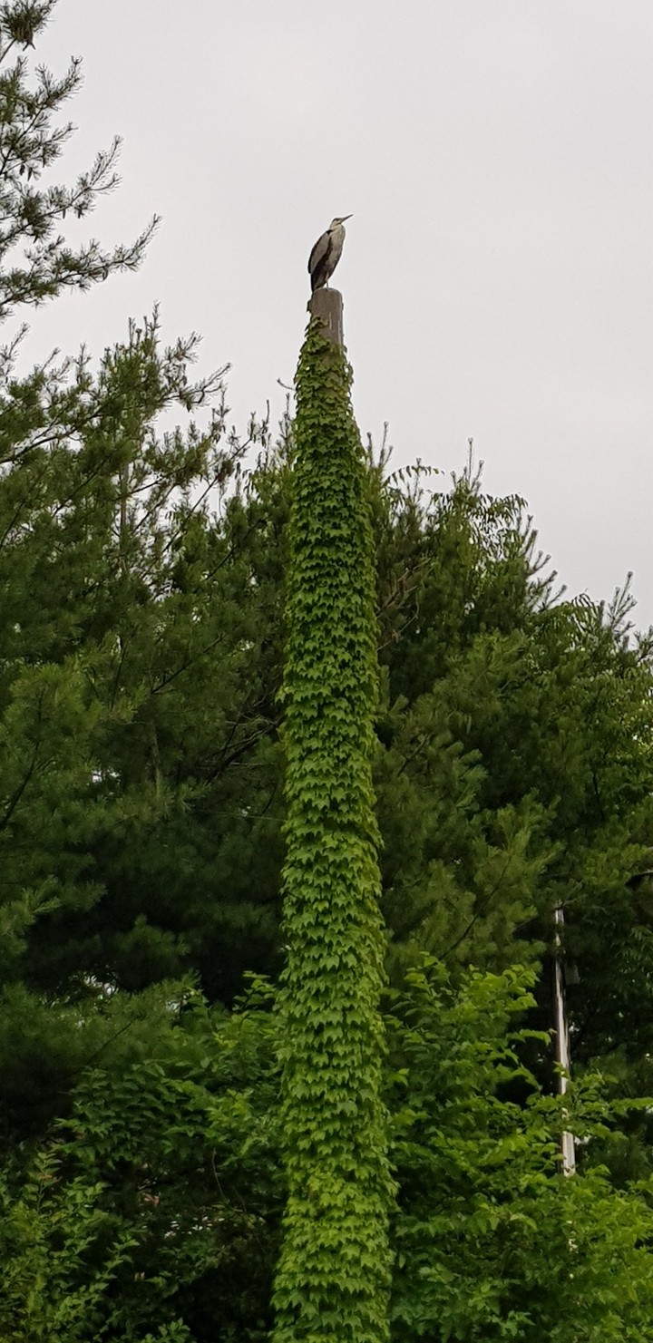 새