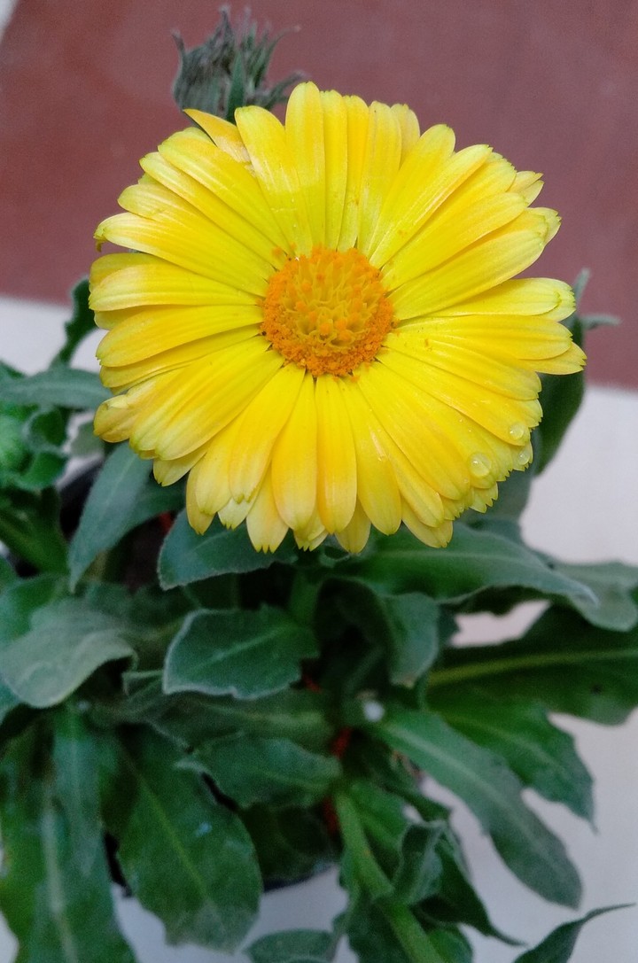 I got new flower at home