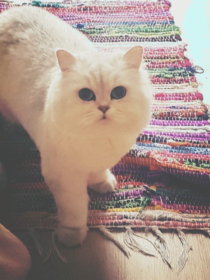 саt
