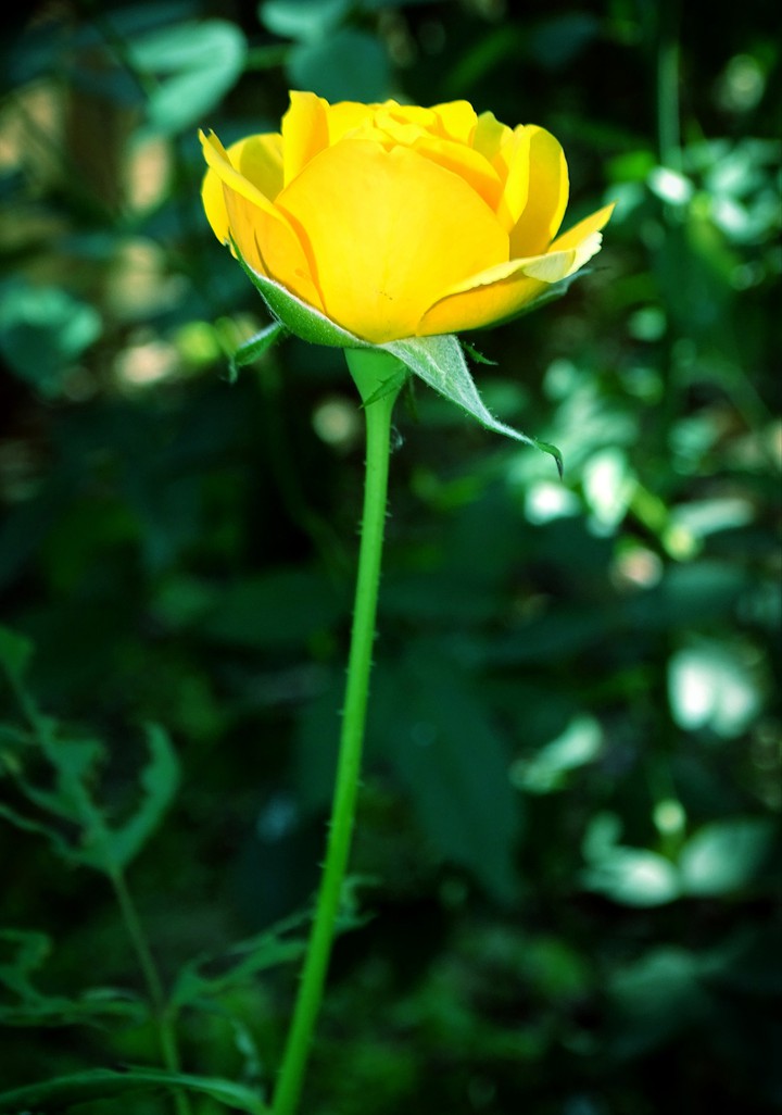 a rose for our doctors,nurses, police for their great job.