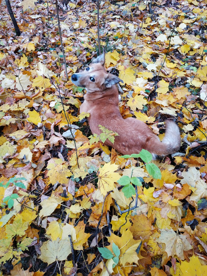 собака