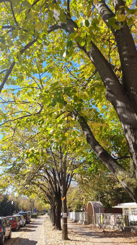 шпалери branch, Autumn