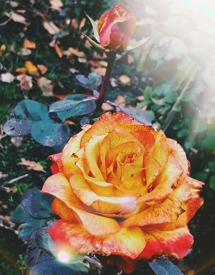 autumn rose