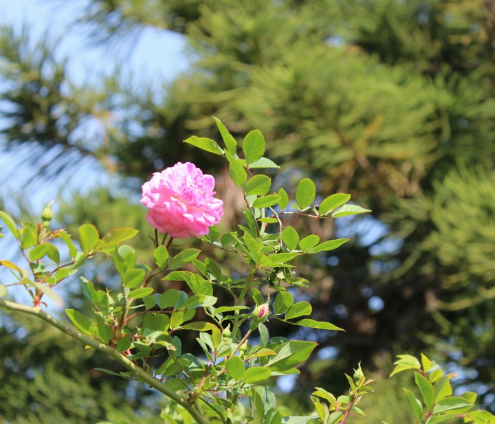 Pink Spring