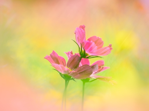 petal, izna achtergronden