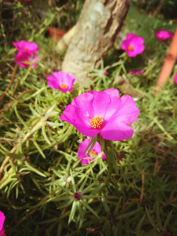 flower