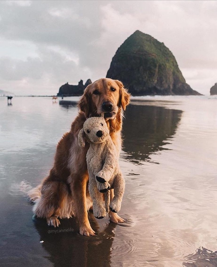so beautiful dog
