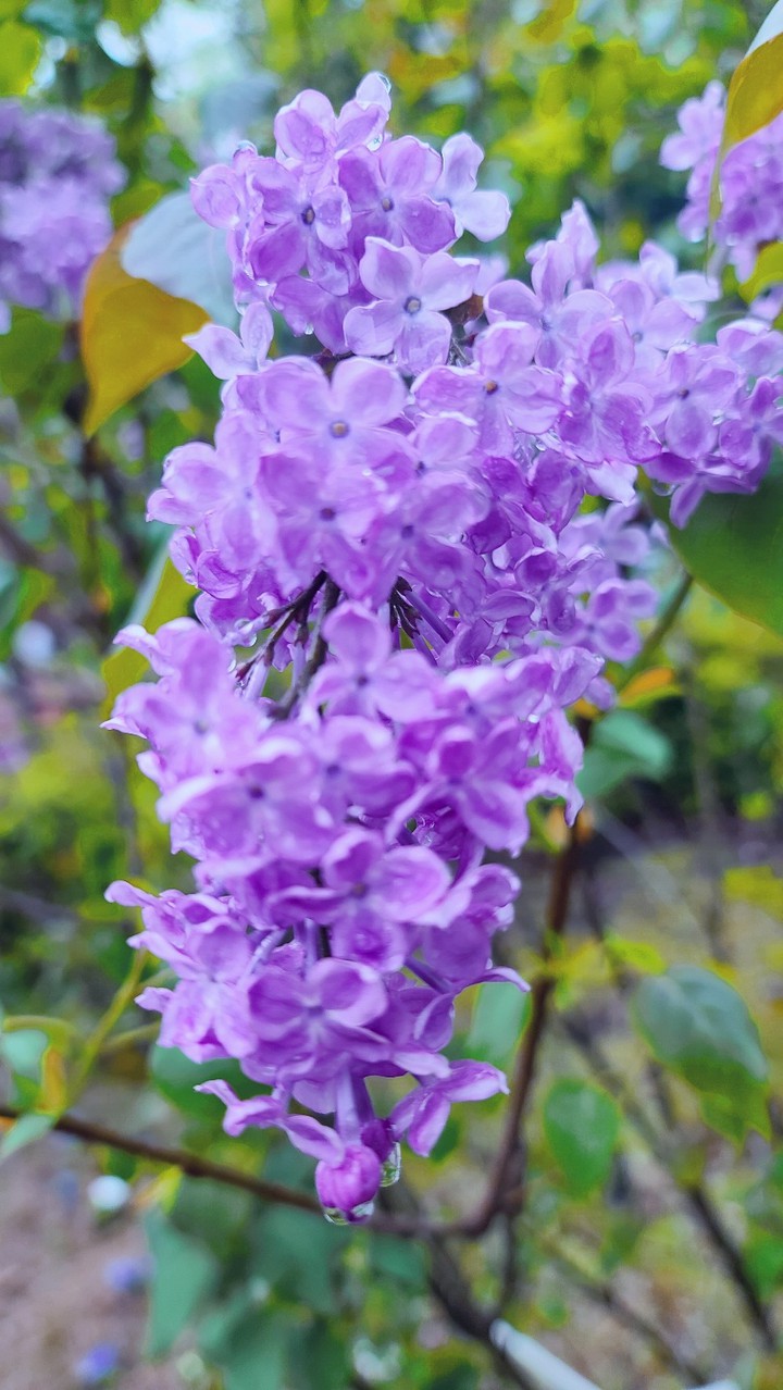 lilac  라일락