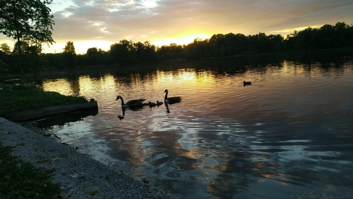 Ducks in the sea (sunset)