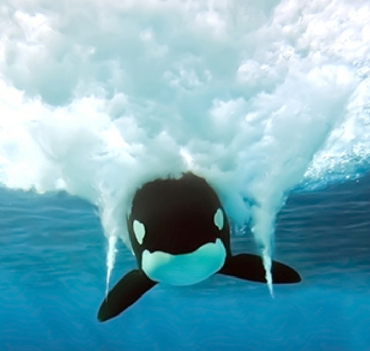 Killer Whale Splash