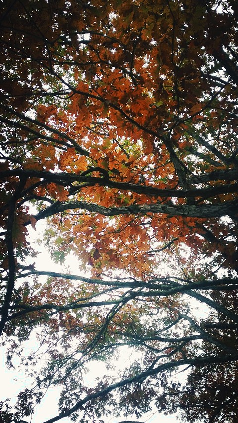A peaceful forest