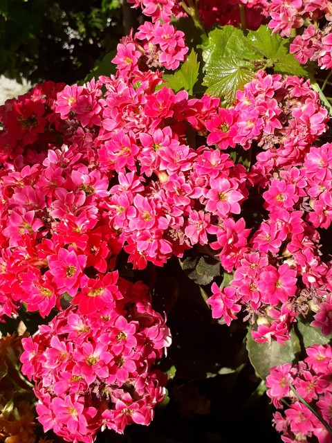 pink flowers