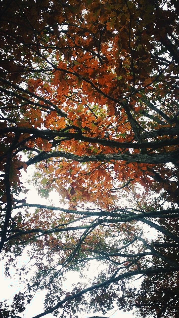 A peaceful forest