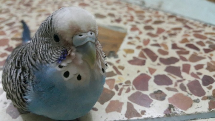 Australians Bird