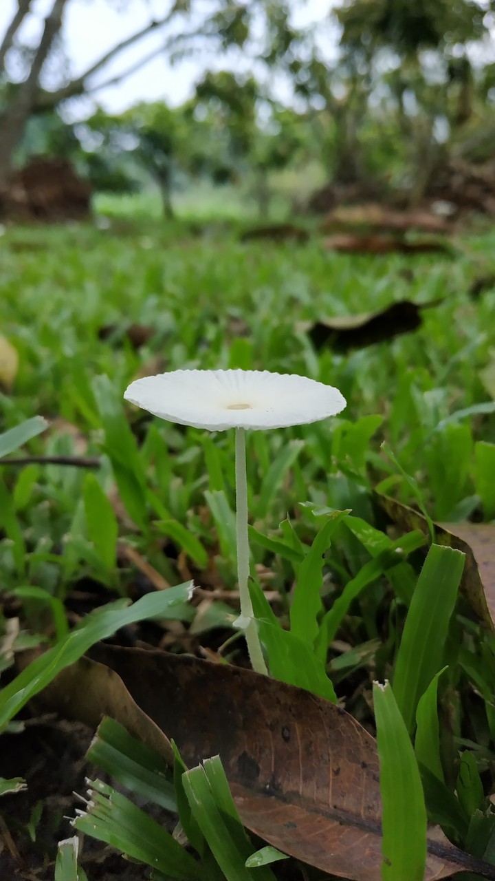 菇