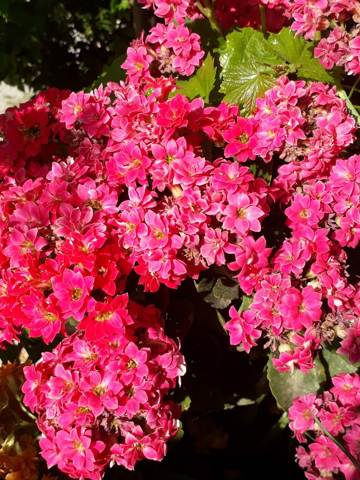 pink flowers