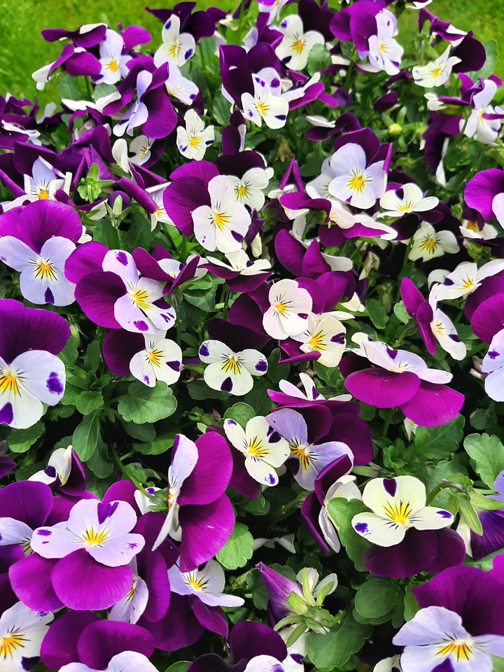 Violets
