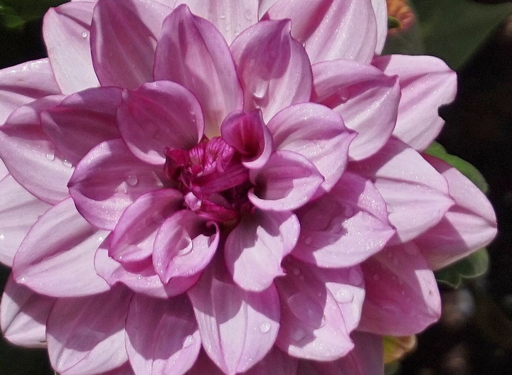 Pink Flower