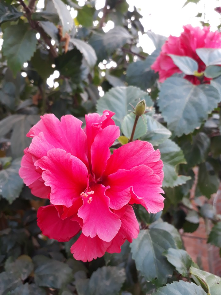 Flower