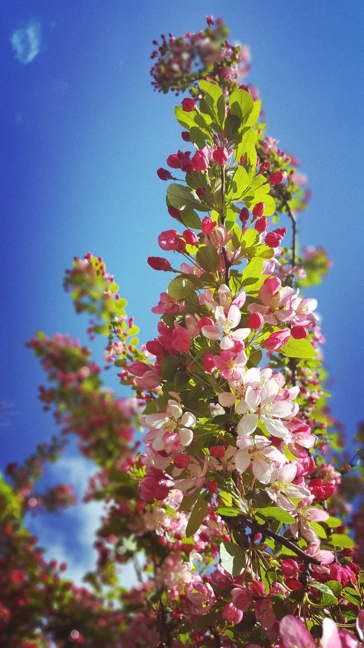 Blooming tree.