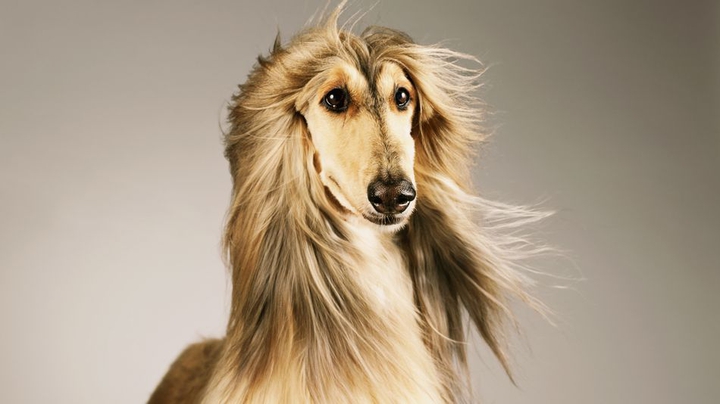 Afghan hound dog