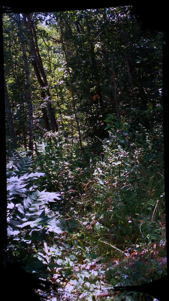 Wald