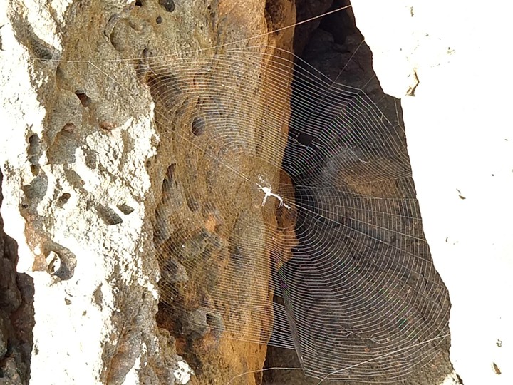 Spider