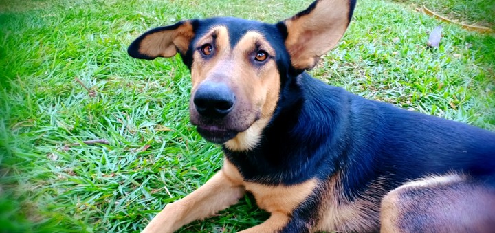 Big Ears