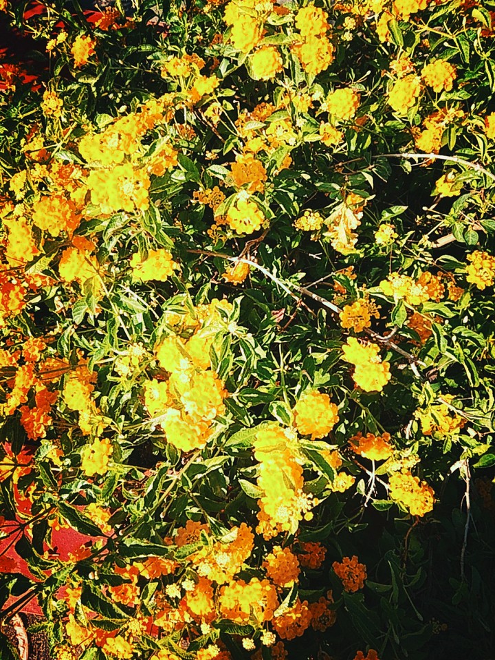 its all about yellow