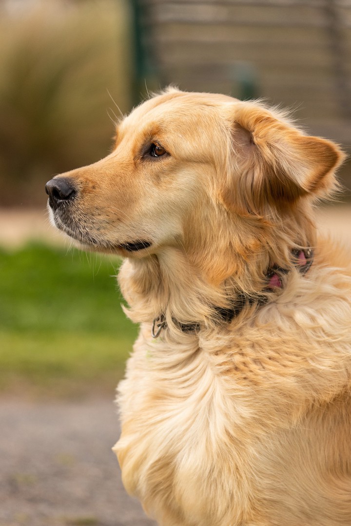 Golden Retriever..