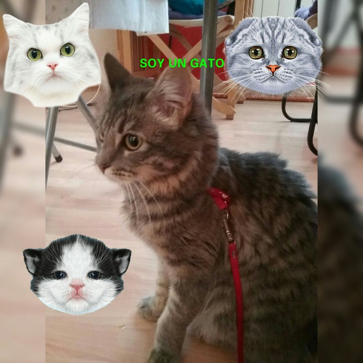 gatitos