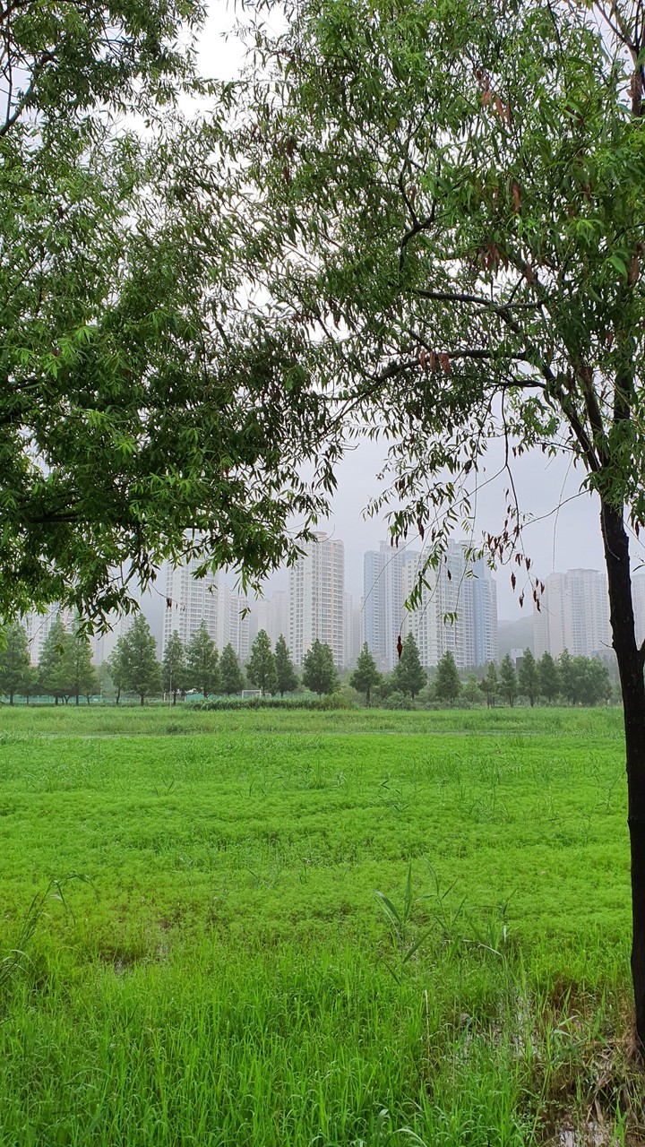 흐린 아침(cloudy morning)