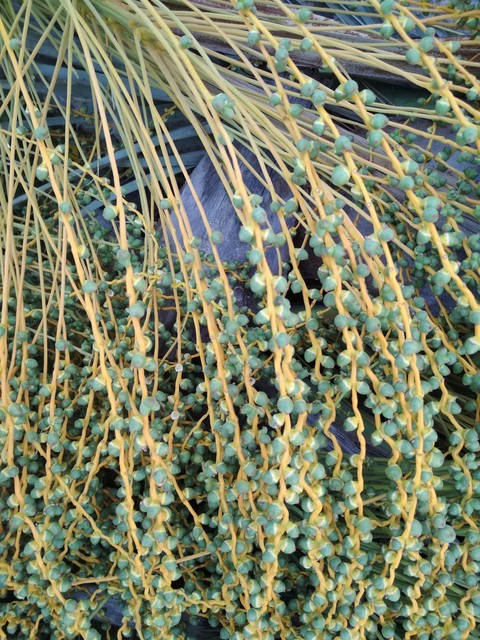 plant, 植物壁纸