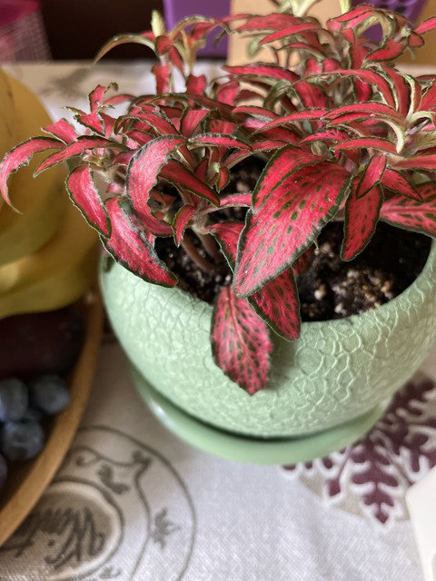 紡織品, 植物桌布