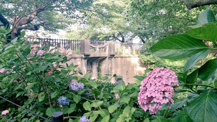 紫陽花と橋