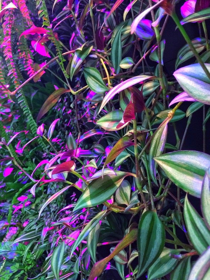 Plants 