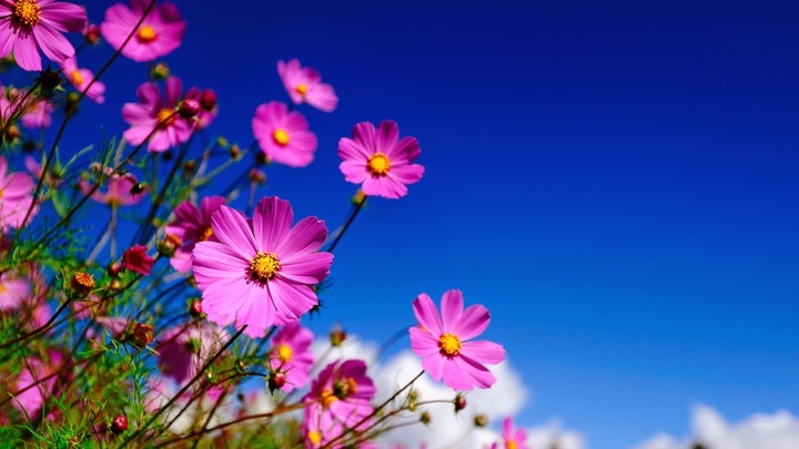 pink flowers
