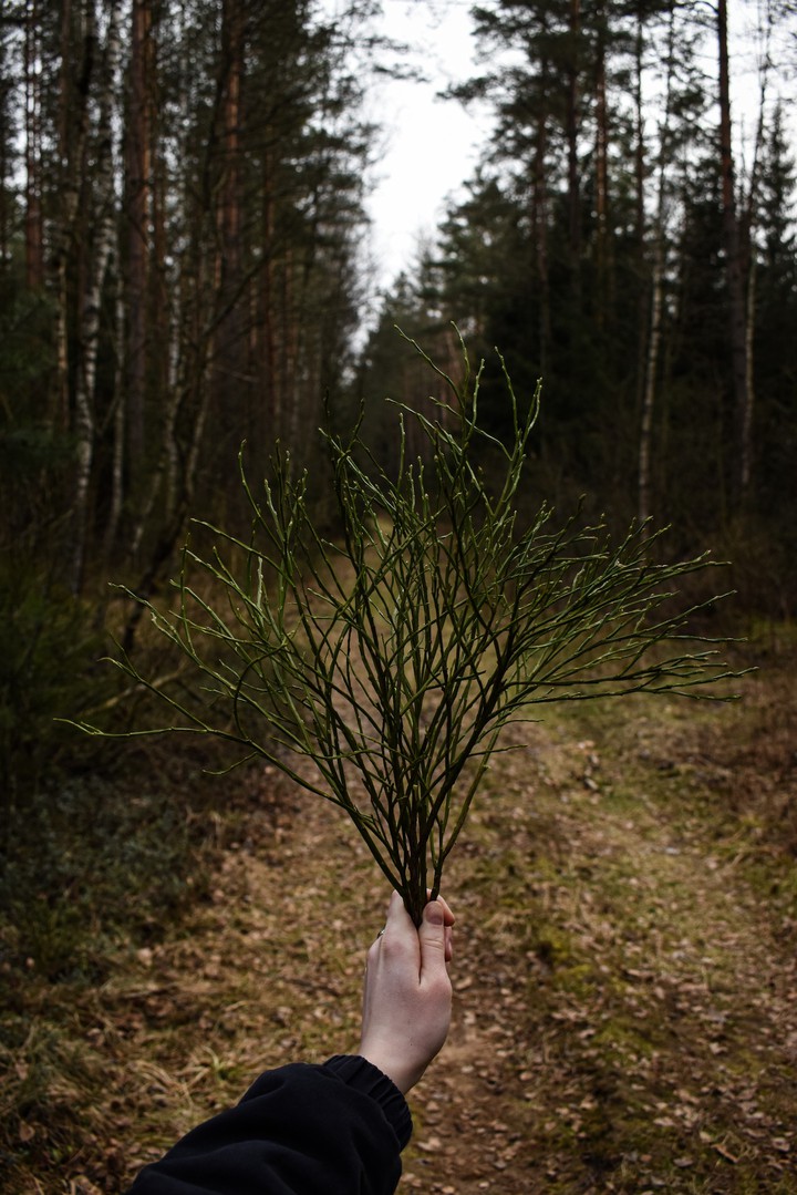 forest