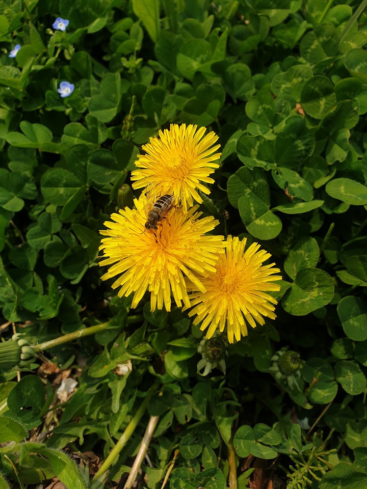 flower&bee