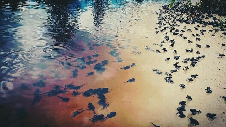 Frogs