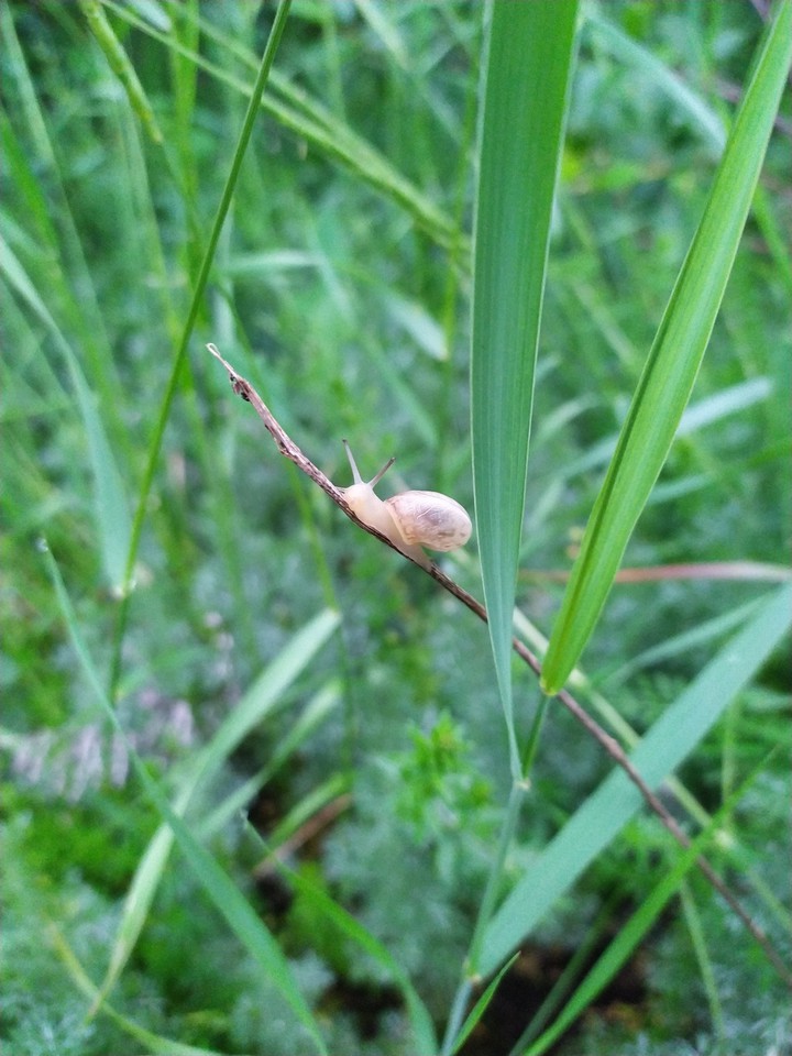 snail