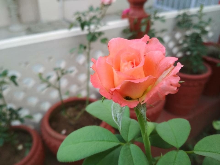 nature love